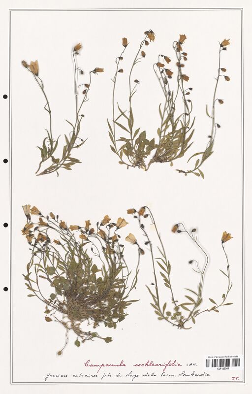 Campanula cochlearifolia  (Campanulaceae)