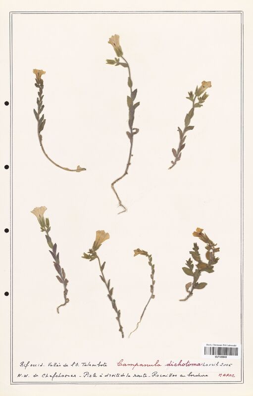 Campanula dichotoma  (Campanulaceae)