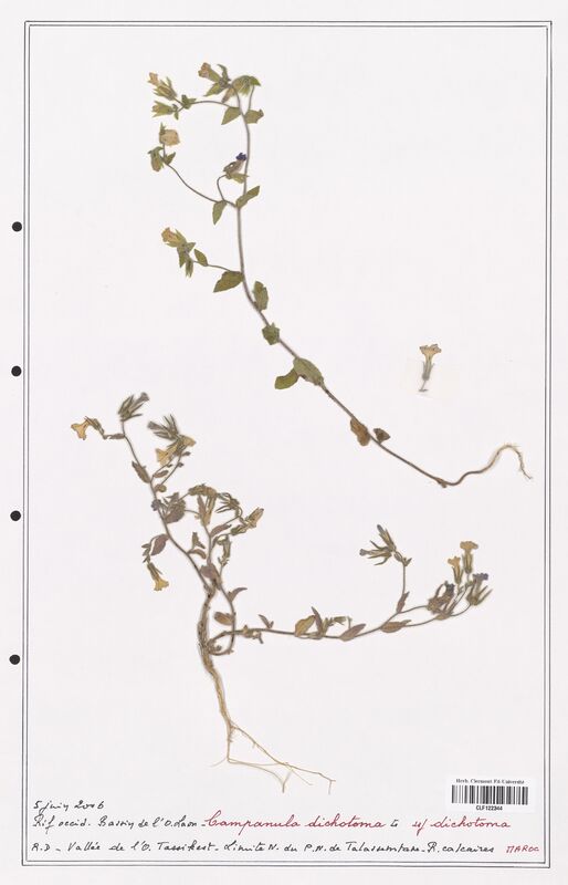 Campanula dichotoma  (Campanulaceae)