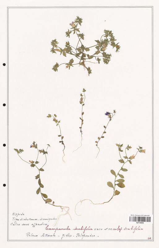 Campanula drabifolia  (Campanulaceae)