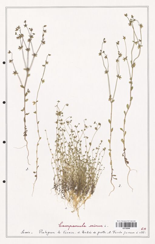 Campanula erinus  (Campanulaceae)