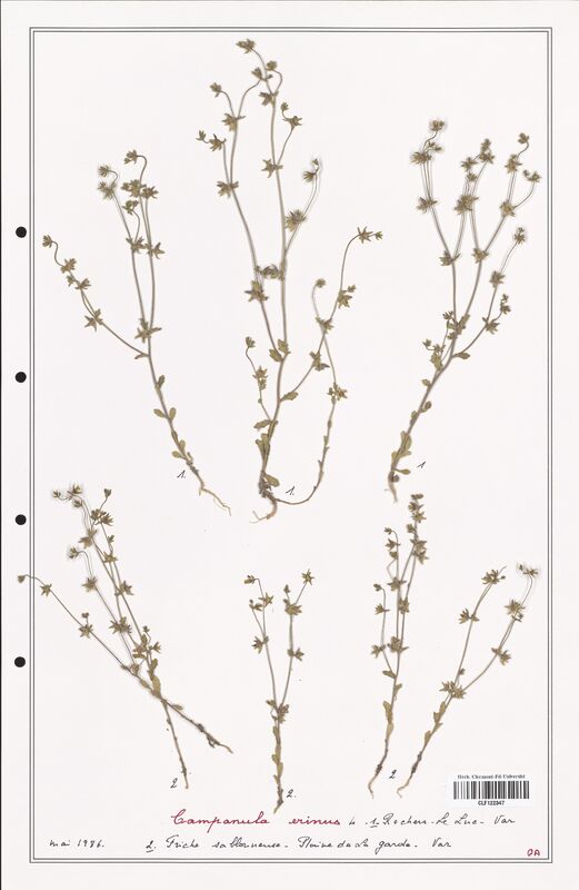 Campanula erinus  (Campanulaceae)