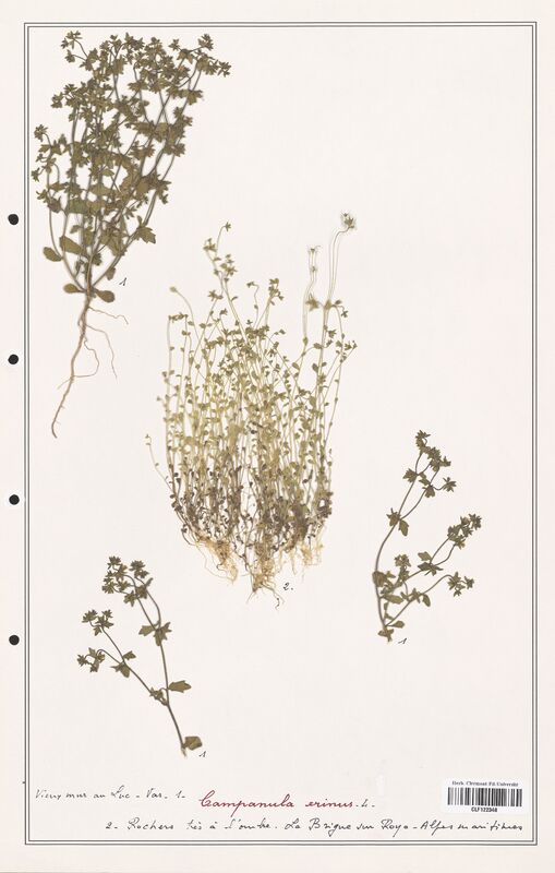 Campanula erinus  (Campanulaceae)