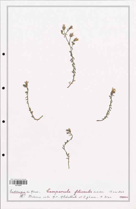 Campanula filicaulis  (Campanulaceae)