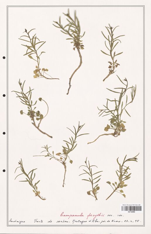 Campanula forsythii  (Campanulaceae)