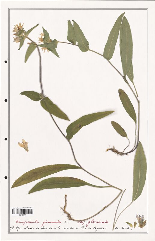 Campanula glomerata  (Campanulaceae)