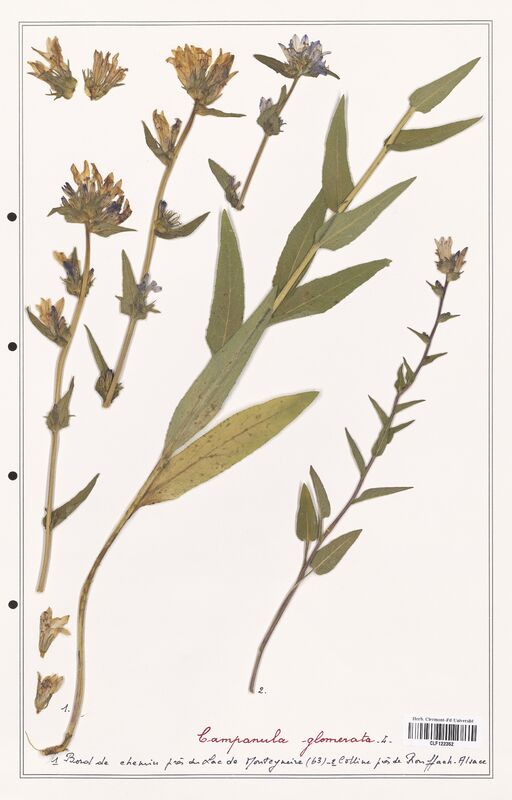 Campanula glomerata  (Campanulaceae)