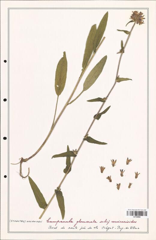 Campanula glomerata  (Campanulaceae)