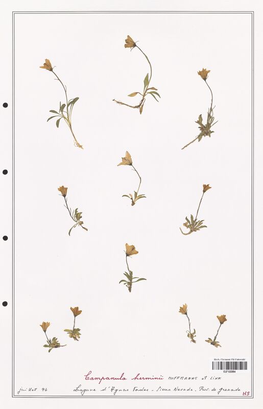 Campanula herminii  (Campanulaceae)
