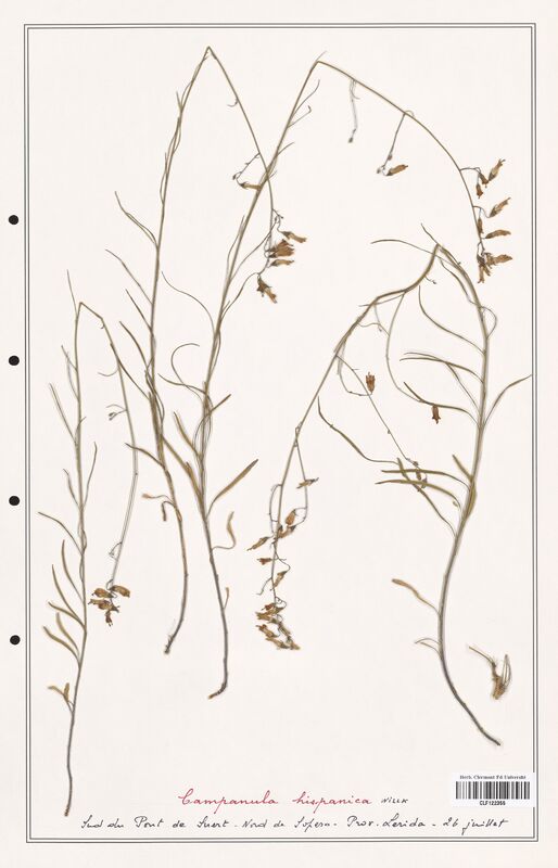 Campanula hispanica  (Campanulaceae)