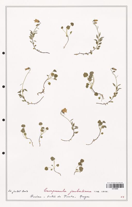 Campanula jaubertiana  (Campanulaceae)