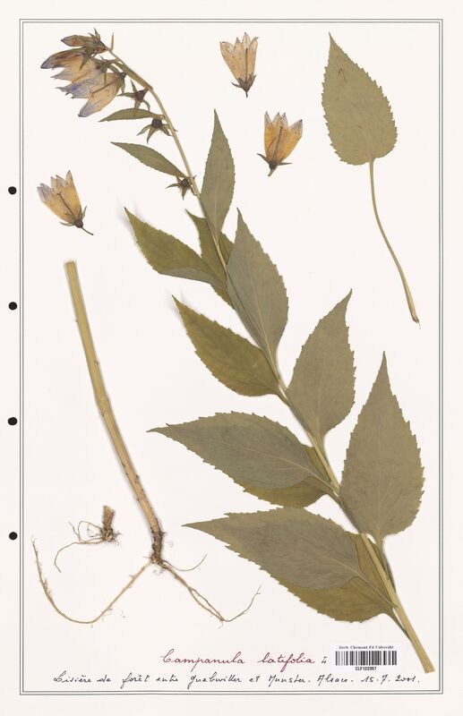 Campanula latifolia  (Campanulaceae)