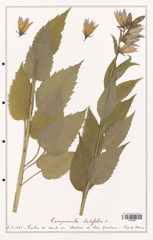 Campanula latifolia  (Campanulaceae)