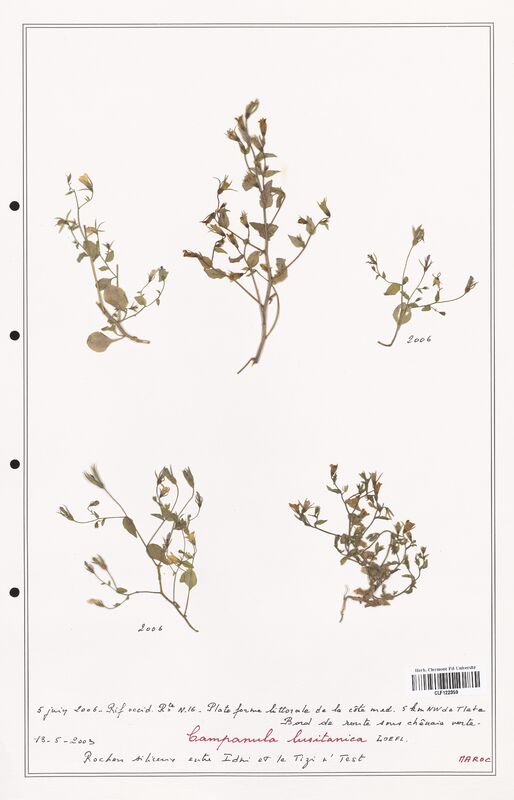 Campanula lusitanica  (Campanulaceae)