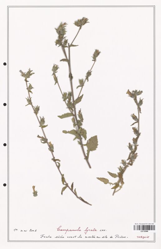 Campanula lyrata  (Campanulaceae)