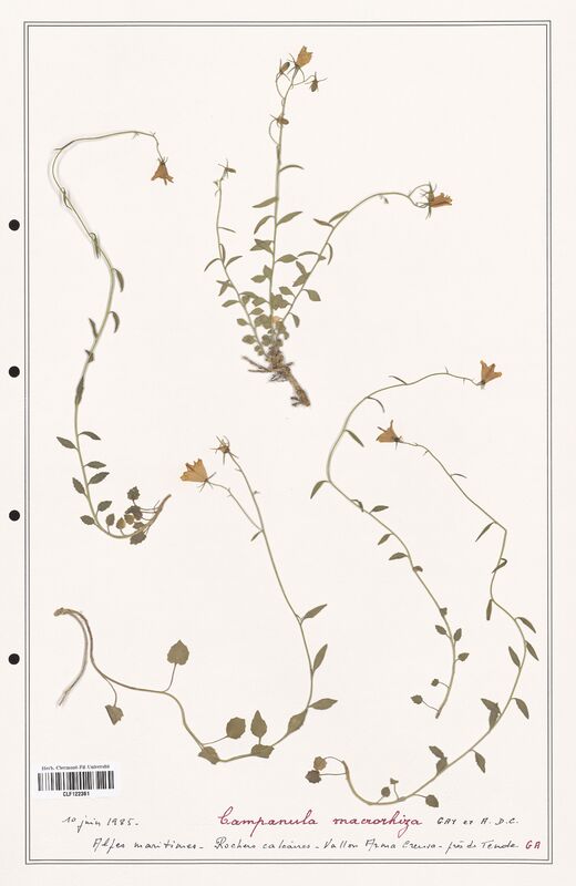 Campanula macrorhiza  (Campanulaceae)