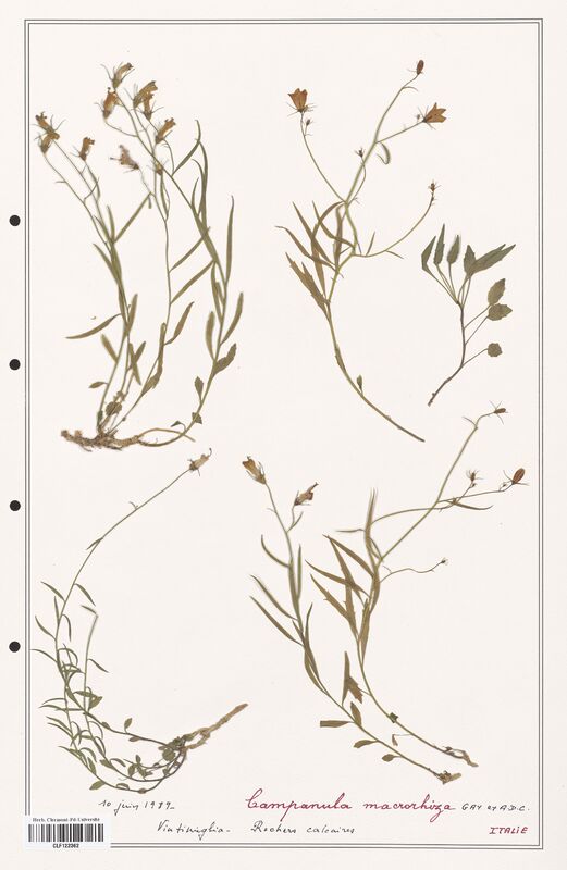 Campanula macrorhiza  (Campanulaceae)