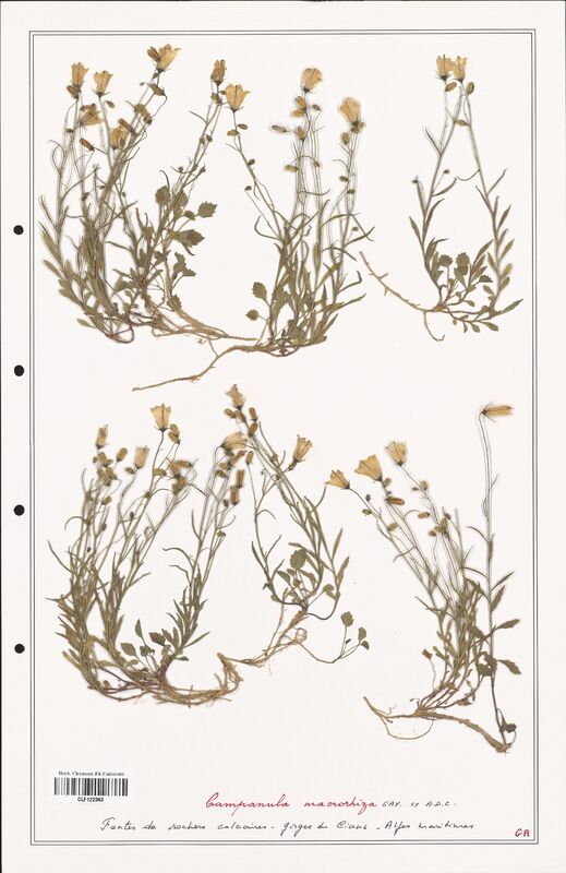 Campanula macrorhiza  (Campanulaceae)