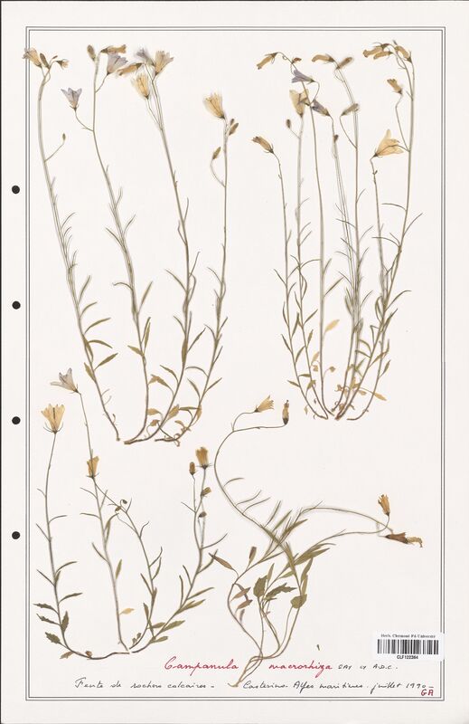 Campanula macrorhiza  (Campanulaceae)