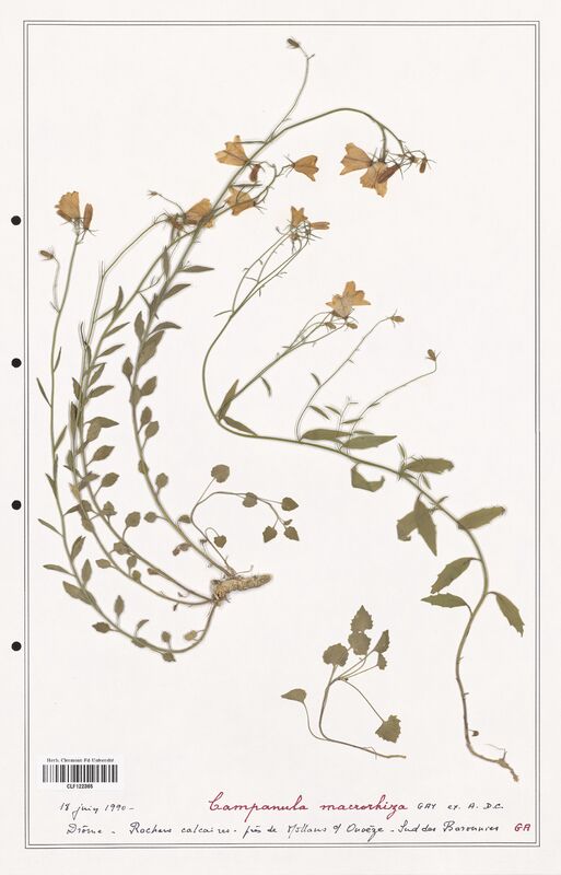 Campanula macrorhiza  (Campanulaceae)