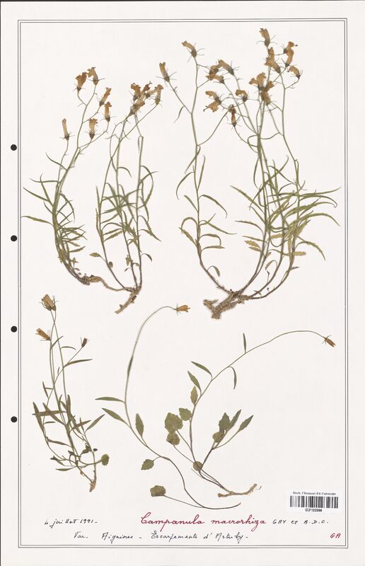 Campanula macrorhiza  (Campanulaceae)