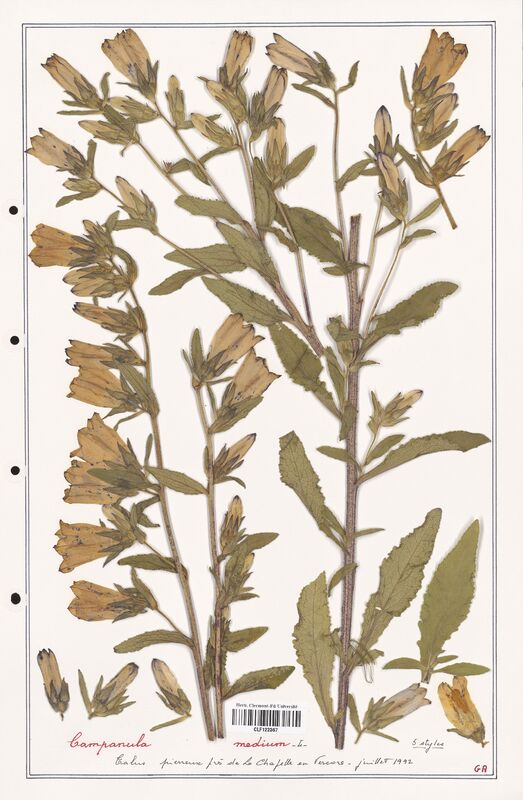 Campanula medium  (Campanulaceae)