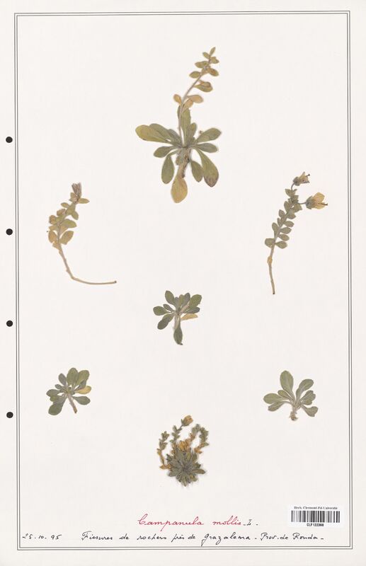 Campanula mollis  (Campanulaceae)