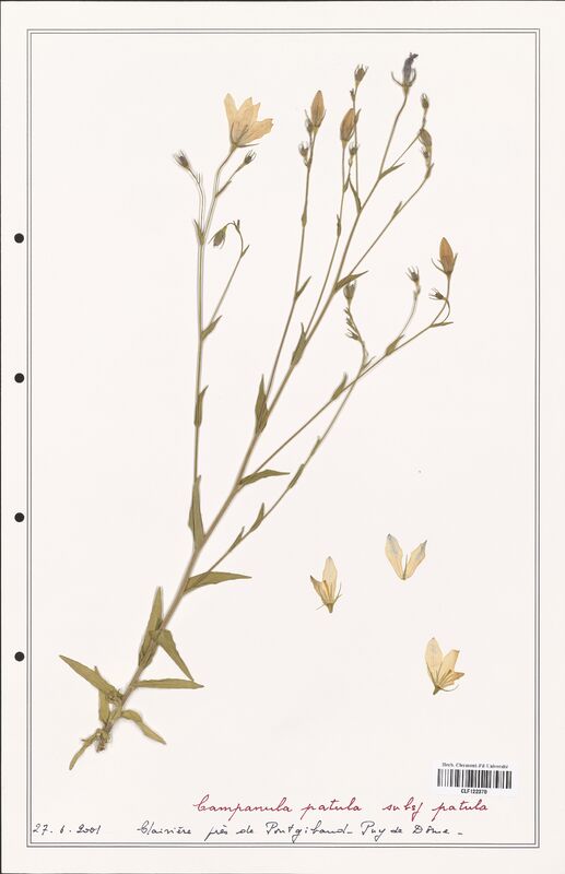 Campanula patula  (Campanulaceae)