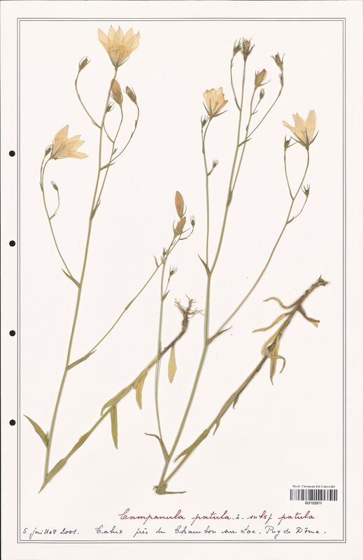 Campanula patula  (Campanulaceae)