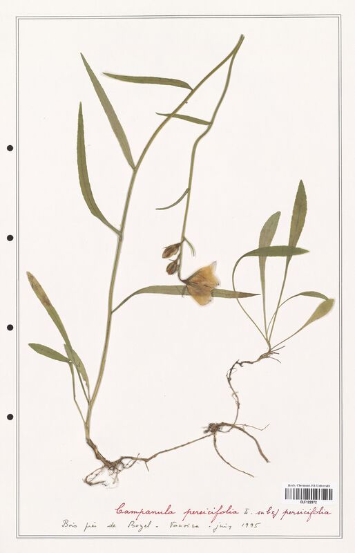 Campanula persicifolia  (Campanulaceae)