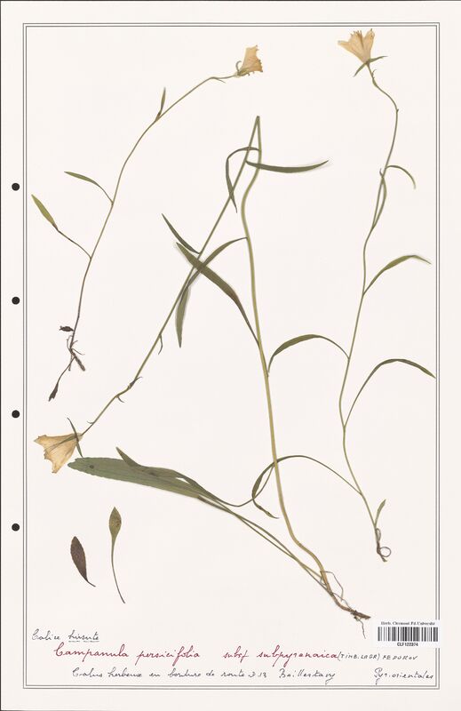 Campanula persicifolia  (Campanulaceae)