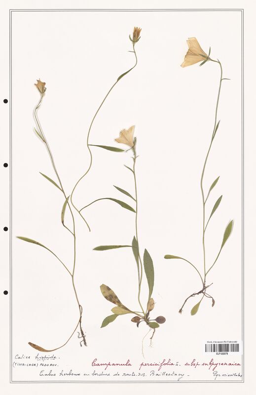 Campanula persicifolia  (Campanulaceae)