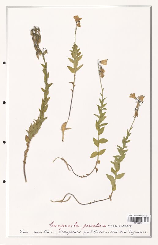 Campanula precatoria  (Campanulaceae)