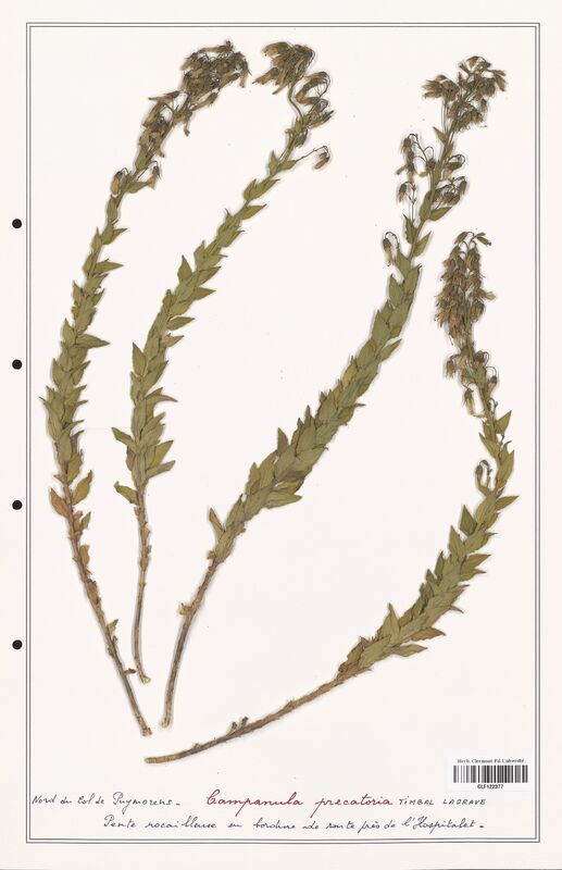 Campanula precatoria  (Campanulaceae)