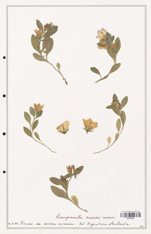 Campanula raineri  (Campanulaceae)