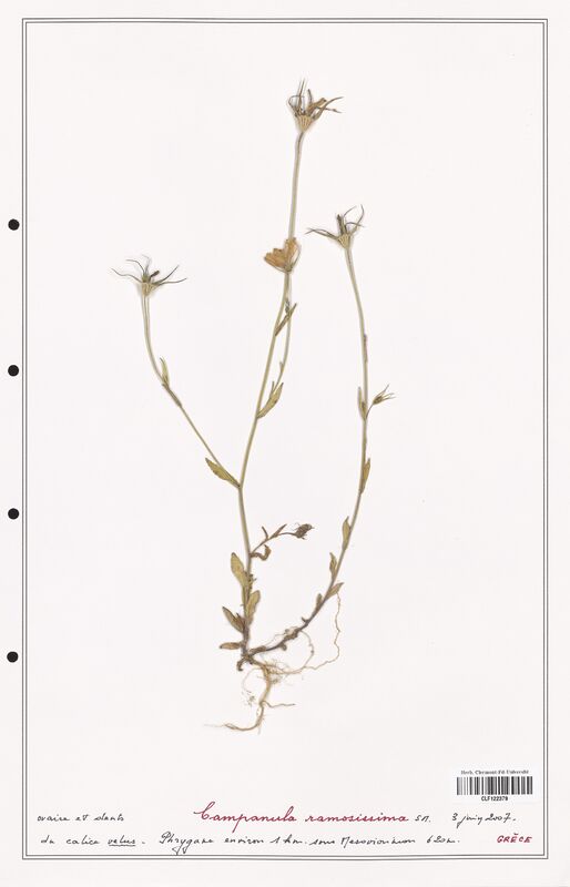 Campanula ramosissima  (Campanulaceae)