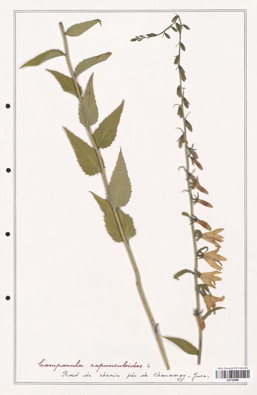 Campanula rapunculoides  (Campanulaceae)