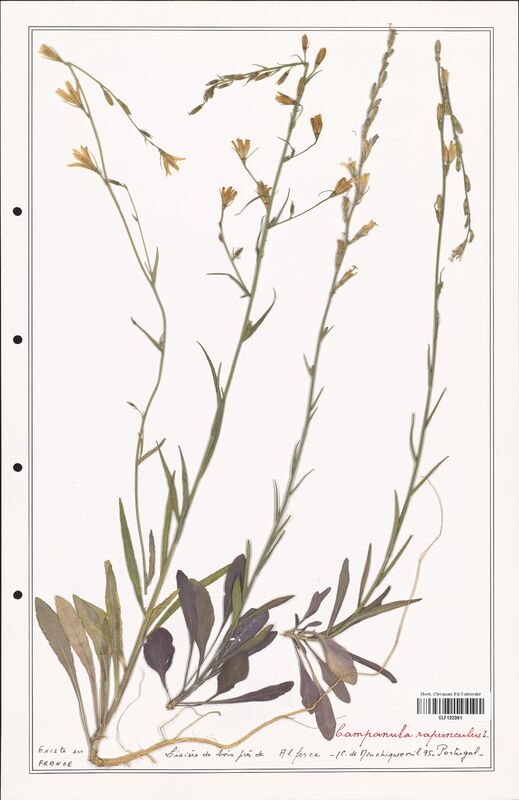 Campanula rapunculus  (Campanulaceae)