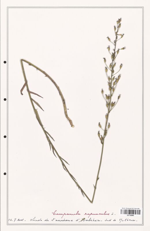 Campanula rapunculus  (Campanulaceae)