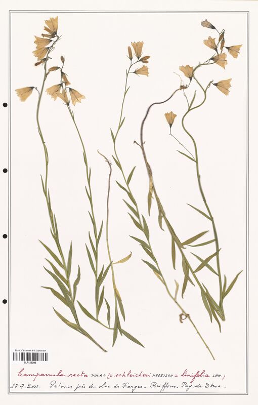 Campanula recta  (Campanulaceae)