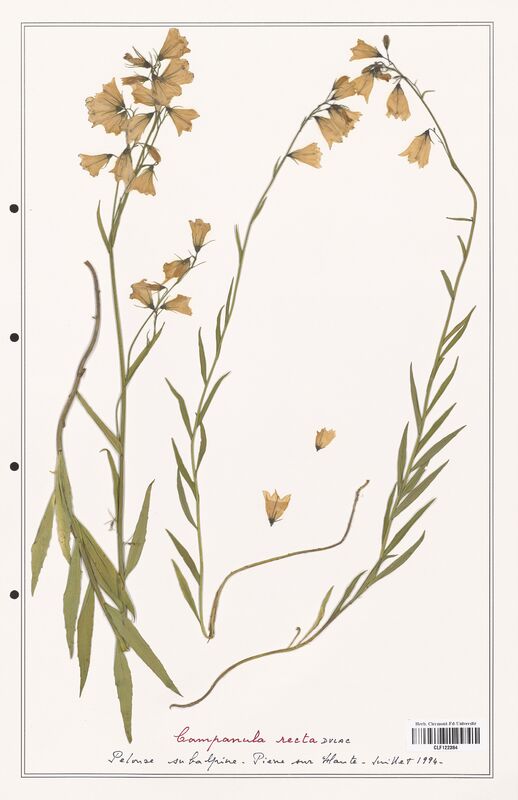 Campanula recta  (Campanulaceae)