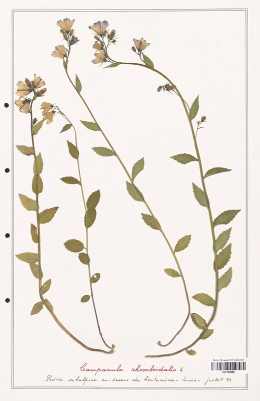 Campanula rhomboidalis  (Campanulaceae)