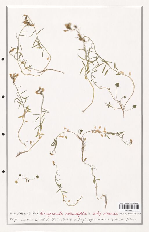 Campanula rotundifolia  (Campanulaceae)