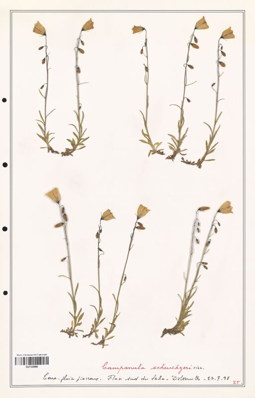 Campanula scheuchzeri  (Campanulaceae)