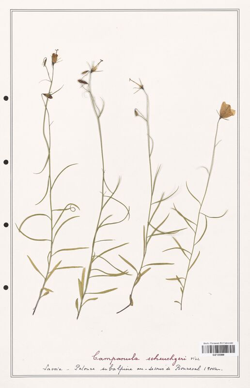 Campanula scheuchzeri  (Campanulaceae)