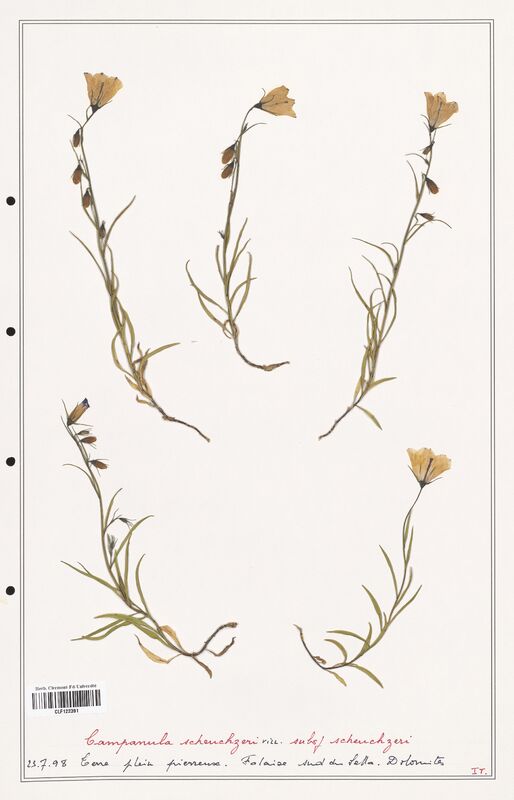 Campanula scheuchzeri  (Campanulaceae)