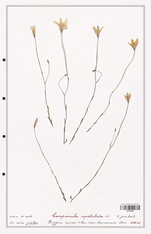 Campanula spatulata  (Campanulaceae)