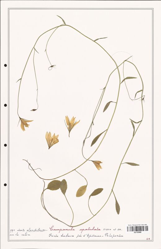 Campanula spatulata  (Campanulaceae)