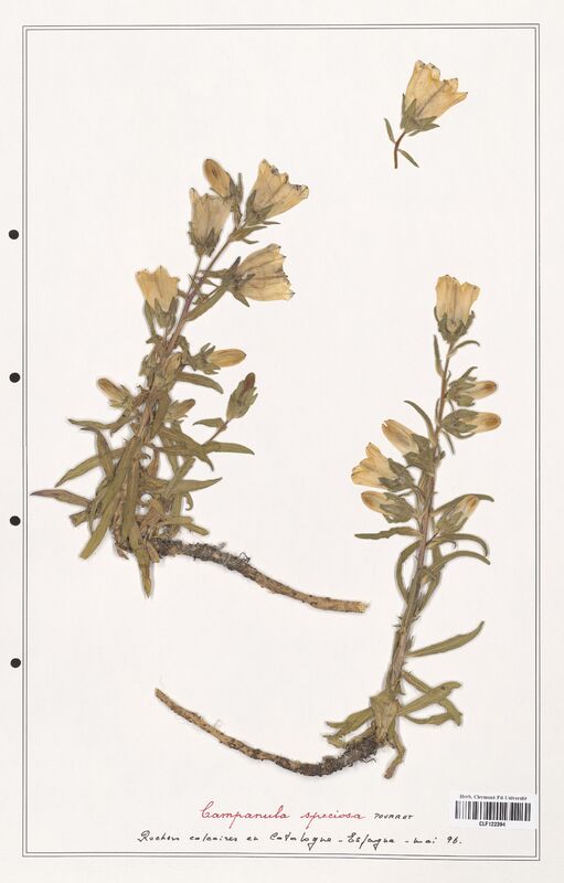 Campanula speciosa  (Campanulaceae)