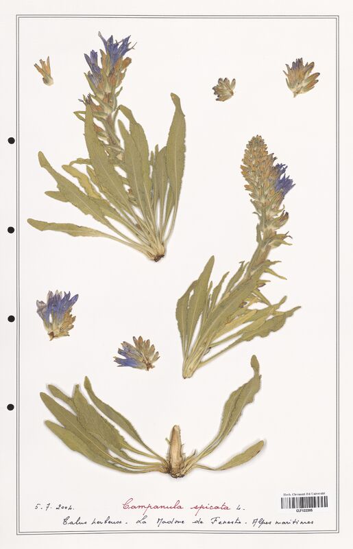 Campanula spicata  (Campanulaceae)